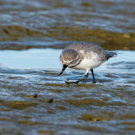 Protecting River Birds.